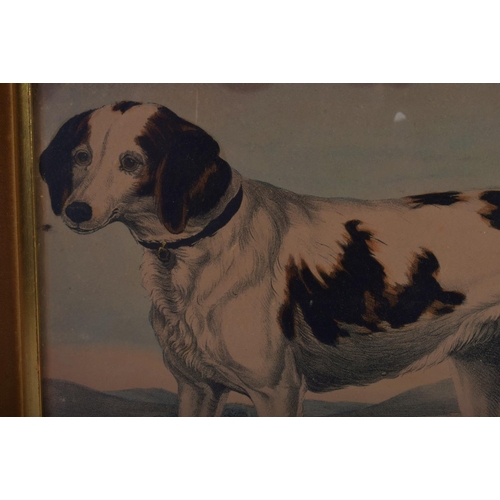 346 - A PAIR OF 19TH CENTURY HAND COLOURED ENGLISH ENGRAVINGS depicting hunting dogs within landscapes. 48... 