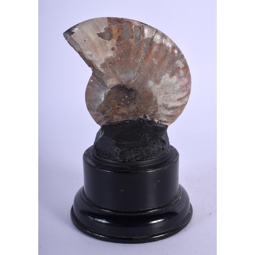 377 - AN AMMONITE SPECIMAN. 11 cm high.
