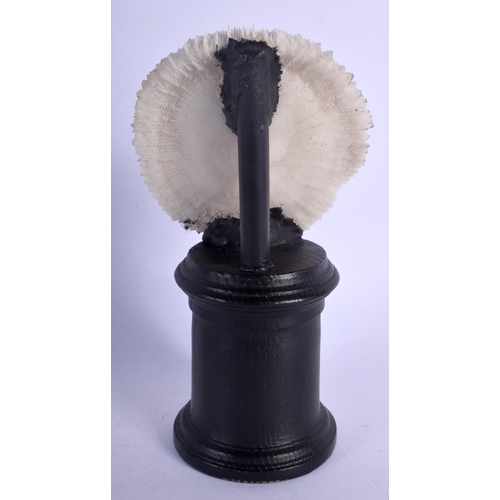 411 - A TAXIDERMY CORAL SPECIMAN. 15 cm high.