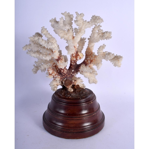 412 - A TAXIDERMY CORAL SPECIMAN. 21 cm high.