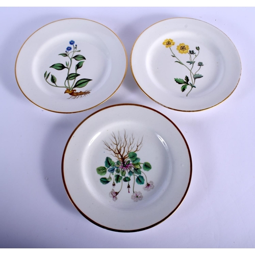 72 - ENGLISH PORCELAIN, PROBABLY SPODE,  BOTANICAL PLATES PAINTED WITH BOTANICAL SPECIMEN FLOWERS, WITHIN... 