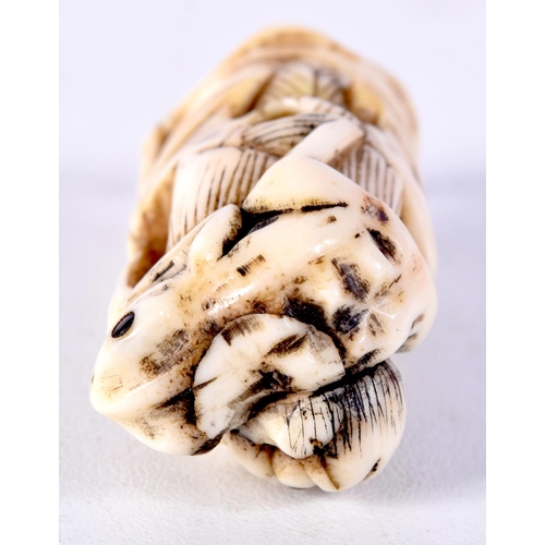 25 - A 19TH CENTURY JAPANESE MEIJI PERIOD CARVED IVORY NETSUKE modelled as a male holding a toad. 6 cm hi... 
