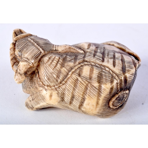 45 - A LARGE 19TH CENTURY JAPANESE MEIJI PERIOD CARVED BONE NETSUKE modelled as a seated bullock. 6 cm x ... 