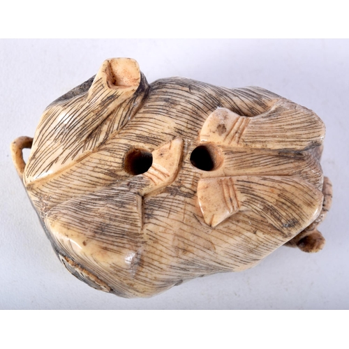 45 - A LARGE 19TH CENTURY JAPANESE MEIJI PERIOD CARVED BONE NETSUKE modelled as a seated bullock. 6 cm x ... 