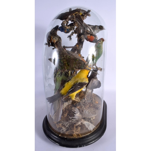 274 - A CASED SET OF VICTORIAN TAXIDERMY BIRDS. 44 cm x 26 cm.