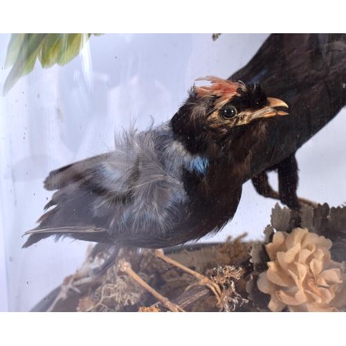 274 - A CASED SET OF VICTORIAN TAXIDERMY BIRDS. 44 cm x 26 cm.