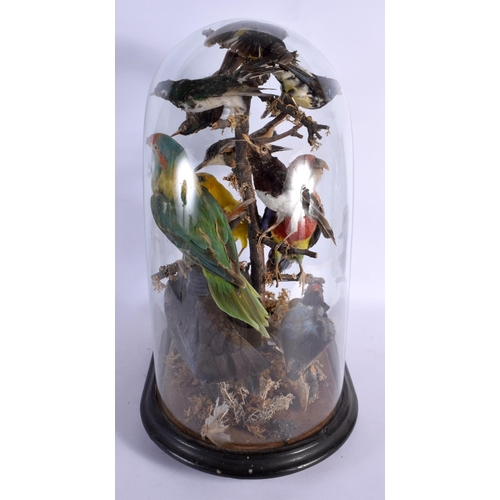 274 - A CASED SET OF VICTORIAN TAXIDERMY BIRDS. 44 cm x 26 cm.