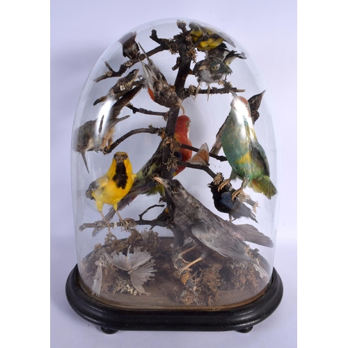 274 - A CASED SET OF VICTORIAN TAXIDERMY BIRDS. 44 cm x 26 cm.