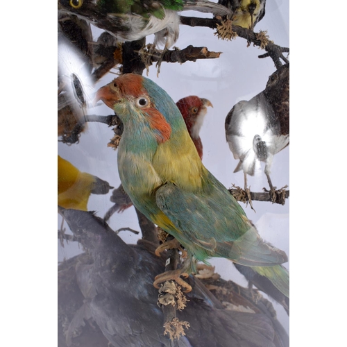 274 - A CASED SET OF VICTORIAN TAXIDERMY BIRDS. 44 cm x 26 cm.