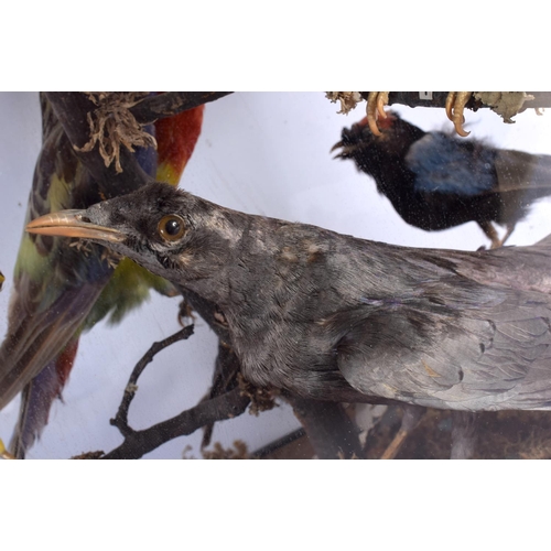 274 - A CASED SET OF VICTORIAN TAXIDERMY BIRDS. 44 cm x 26 cm.