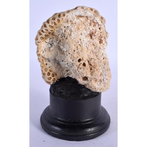 393 - A TAXIDERMY CORAL SPECIMEN 14 cm high.