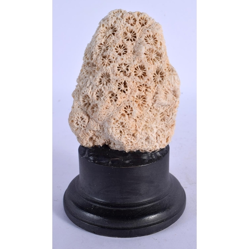 394 - A TAXIDERMY CORAL SPECIMEN 14 cm high.