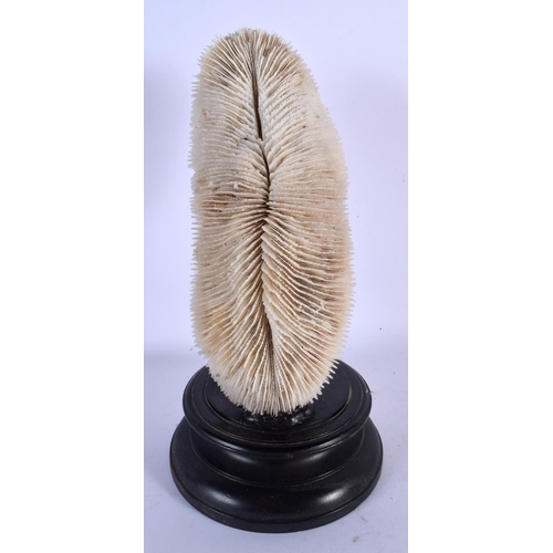 395 - A TAXIDERMY CORAL SPECIMEN 24 cm high.