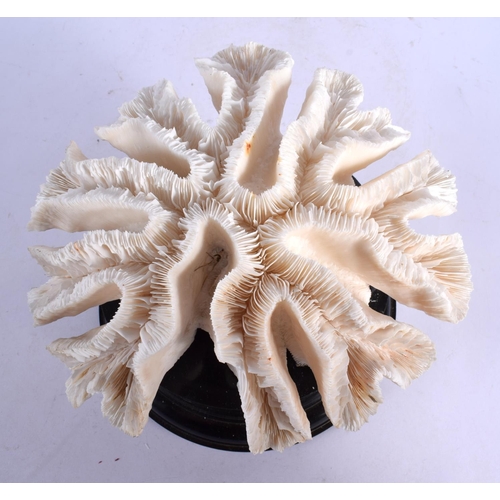 396 - A LARGE CORAL TAXIDERMY SPECIMEN 21 cm x 14 cm.