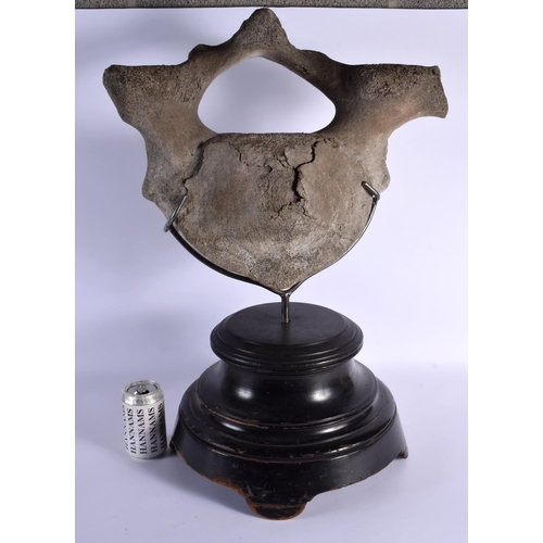 743 - A LARGE TAXIDERMY MOUNTED WHALE VERTEBRAE. 60 cm x 30 cm.