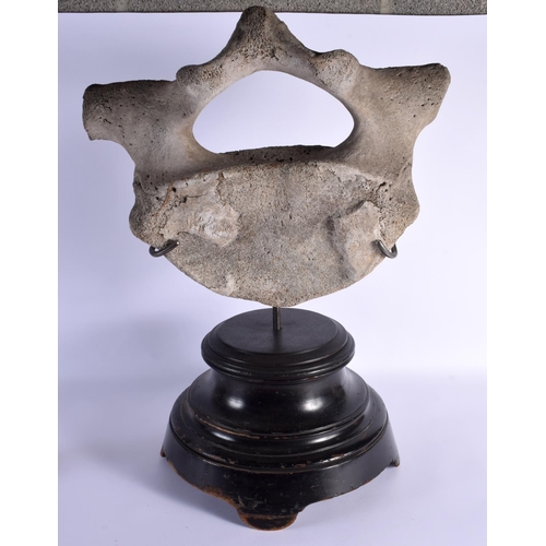 743 - A LARGE TAXIDERMY MOUNTED WHALE VERTEBRAE. 60 cm x 30 cm.