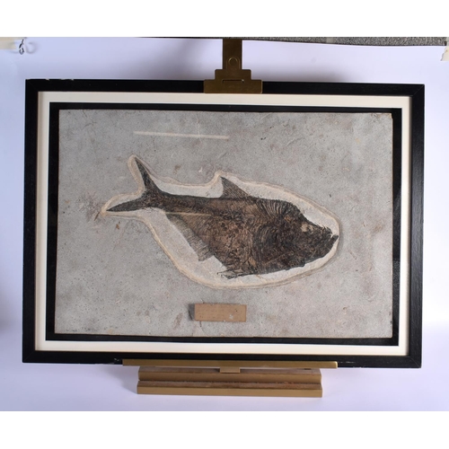 749 - A LARGE EARLY FOSSILISED FRAMED FISH upon a polished stand. 76 cm x 57 cm.