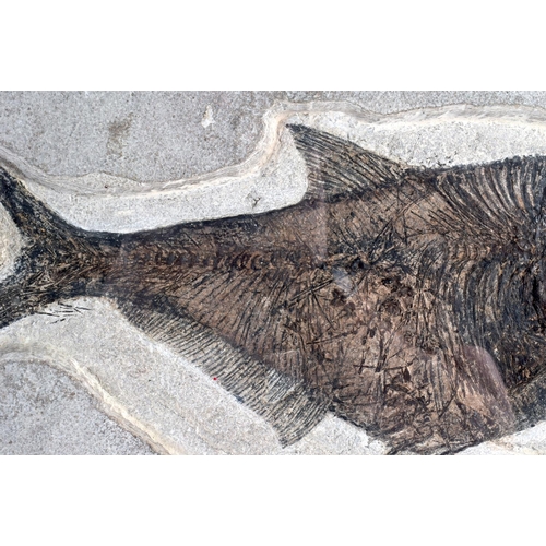 749 - A LARGE EARLY FOSSILISED FRAMED FISH upon a polished stand. 76 cm x 57 cm.