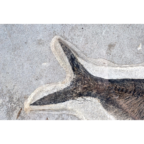 749 - A LARGE EARLY FOSSILISED FRAMED FISH upon a polished stand. 76 cm x 57 cm.