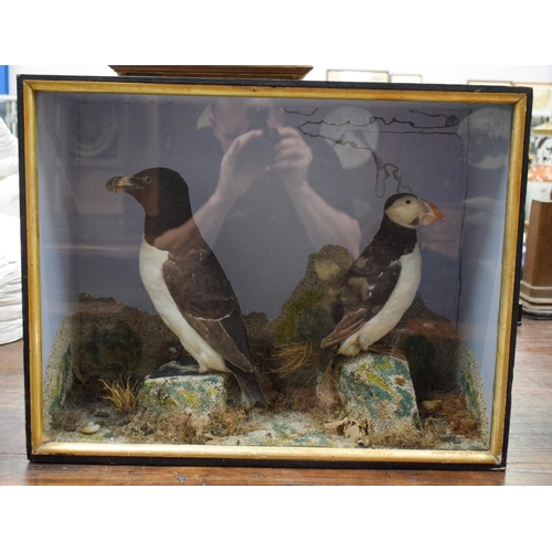 1452 - A CASED ANTIQUE TAXIDERMY PUFFIN AND PENGUIN GROUP by Massey. 50 cm x 25 cm.