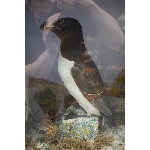 1452 - A CASED ANTIQUE TAXIDERMY PUFFIN AND PENGUIN GROUP by Massey. 50 cm x 25 cm.