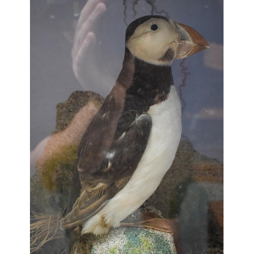 1452 - A CASED ANTIQUE TAXIDERMY PUFFIN AND PENGUIN GROUP by Massey. 50 cm x 25 cm.