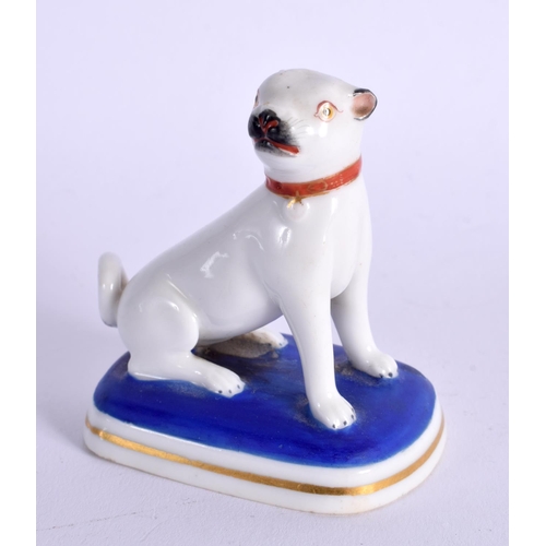 293 - 19TH CENTURY CHAMBERLAIN WORCESTER PUG DOG SEATED ON A BLUSH BLUE BASE  BASE WITH SCRIPT MARK. 6cm H... 