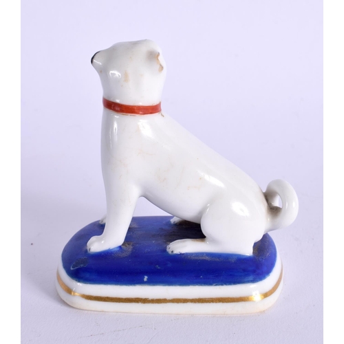 293 - 19TH CENTURY CHAMBERLAIN WORCESTER PUG DOG SEATED ON A BLUSH BLUE BASE  BASE WITH SCRIPT MARK. 6cm H... 