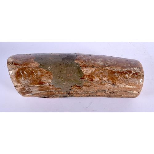 298C - A PREHISTORIC PETRIFIED WOOD SPECIMEN 24 cm x 7 cm.