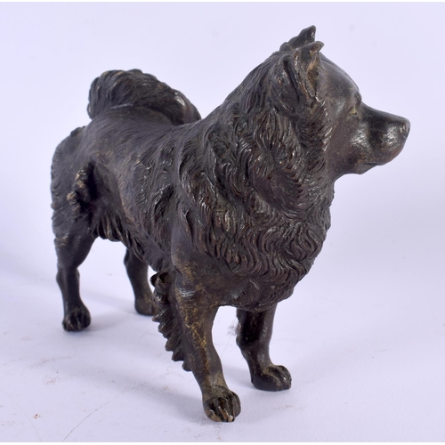 389 - A 19TH CENTURY AUSTRIAN COLD PAINTED BRONZE FIGURE OF A DOG modelled upon all fours. 12 cm x 10 cm.