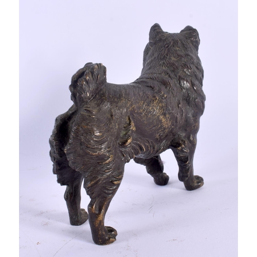 389 - A 19TH CENTURY AUSTRIAN COLD PAINTED BRONZE FIGURE OF A DOG modelled upon all fours. 12 cm x 10 cm.