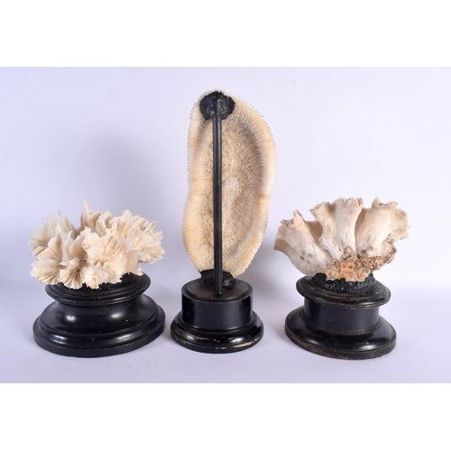 473 - THREE LARGE CORAL SPECIMENS Largest 32 cm high. (3)