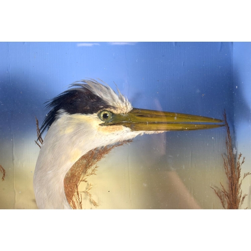 601 - A LARGE VICTORIAN TAXIDERMY HERON W H Rowe, Penzance. 75 cm x 48 cm.