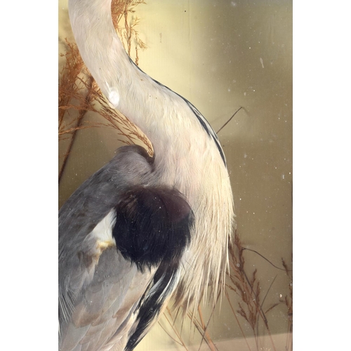 601 - A LARGE VICTORIAN TAXIDERMY HERON W H Rowe, Penzance. 75 cm x 48 cm.