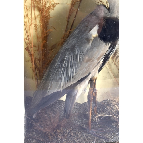 601 - A LARGE VICTORIAN TAXIDERMY HERON W H Rowe, Penzance. 75 cm x 48 cm.