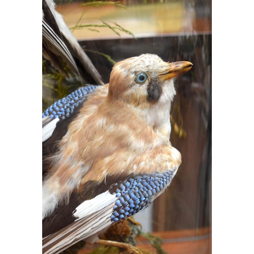 723F - A VICTORIAN TAXIDERMY BIRD AND SQUIRREL GROUP. 60 cm x 25 cm.