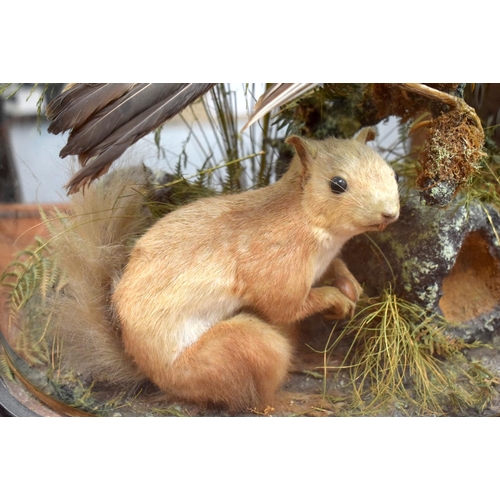 723F - A VICTORIAN TAXIDERMY BIRD AND SQUIRREL GROUP. 60 cm x 25 cm.