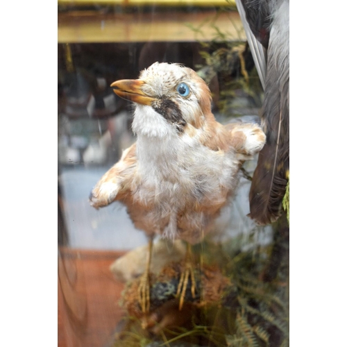 723F - A VICTORIAN TAXIDERMY BIRD AND SQUIRREL GROUP. 60 cm x 25 cm.