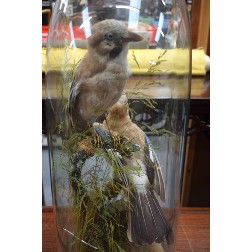 723F - A VICTORIAN TAXIDERMY BIRD AND SQUIRREL GROUP. 60 cm x 25 cm.