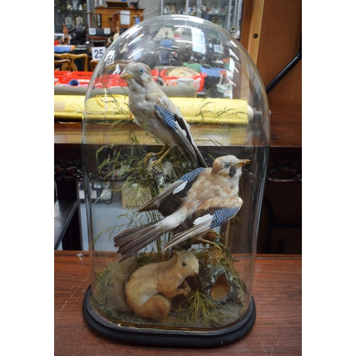 723F - A VICTORIAN TAXIDERMY BIRD AND SQUIRREL GROUP. 60 cm x 25 cm.