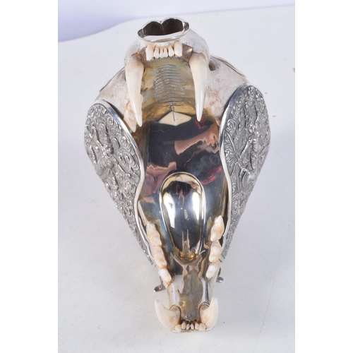 1122 - A RARE 19TH CENTURY INDIAN SILVER MOUNTED TIGER SKULL SMOKERS COMPENDIUM with associated silver spoo... 