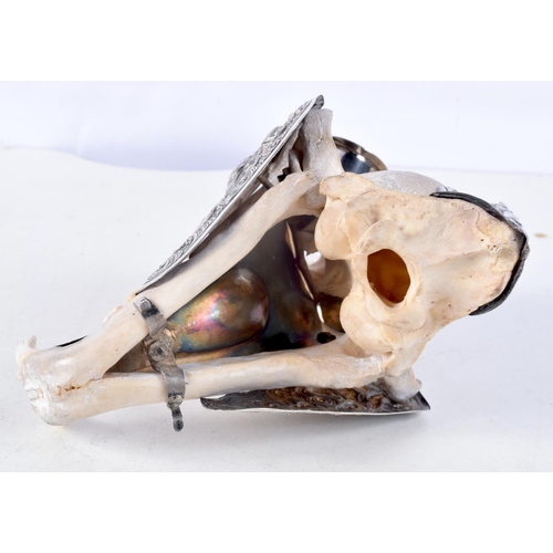 1122 - A RARE 19TH CENTURY INDIAN SILVER MOUNTED TIGER SKULL SMOKERS COMPENDIUM with associated silver spoo... 