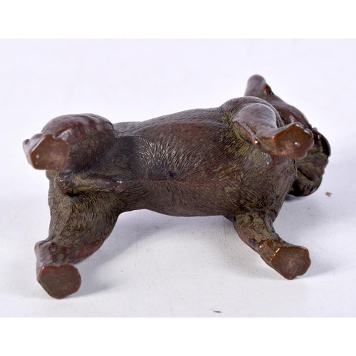 834 - A BRONZE BULLDOG.  6.8cm x 7.7cm