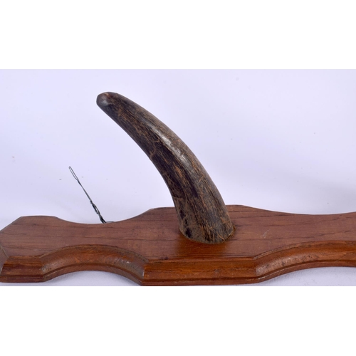 1670 - A PAIR OF 19TH CENTURY MIDDLE EASTERN CARVED HORN COAT RACKS upon wooden plinths. 50 cm long.