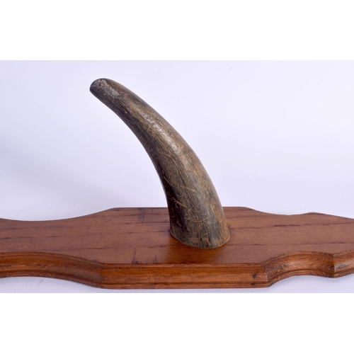 1670 - A PAIR OF 19TH CENTURY MIDDLE EASTERN CARVED HORN COAT RACKS upon wooden plinths. 50 cm long.