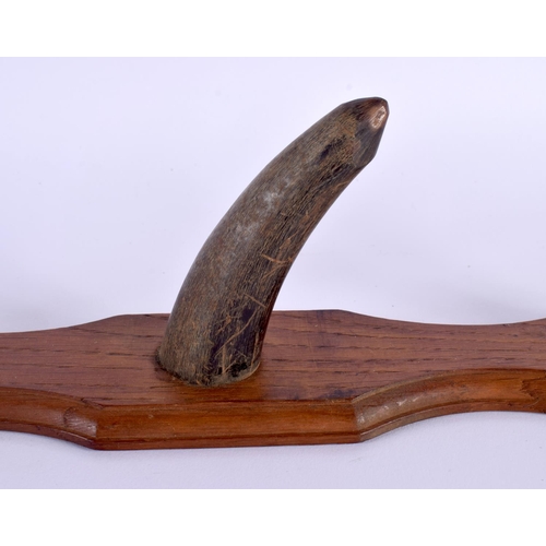 1670 - A PAIR OF 19TH CENTURY MIDDLE EASTERN CARVED HORN COAT RACKS upon wooden plinths. 50 cm long.