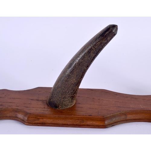 1670 - A PAIR OF 19TH CENTURY MIDDLE EASTERN CARVED HORN COAT RACKS upon wooden plinths. 50 cm long.