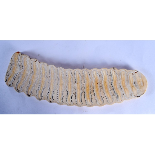 322 - A PREHISTORIC MAMMOTH TOOTH GENTLEMAN'S PAPERWEIGHT of naturalistic form. 26 cm x 7 cm.