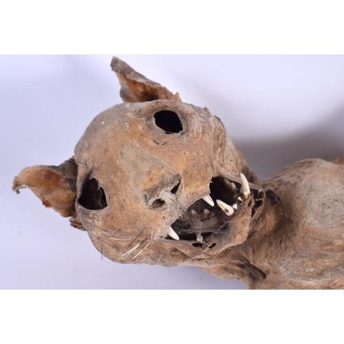 329 - A RARE 16TH/17TH CENTURY MUMMIFIED MORBID TOMB CAT commonly placed in the walls and chimneys, as a p... 