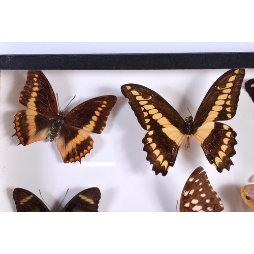 440 - A CASED SET OF EARLY 20TH CENTURY BUTTERFLY SPECIMENS Attributed to Dayrolle, Paris. 38 cm x 24 cm.